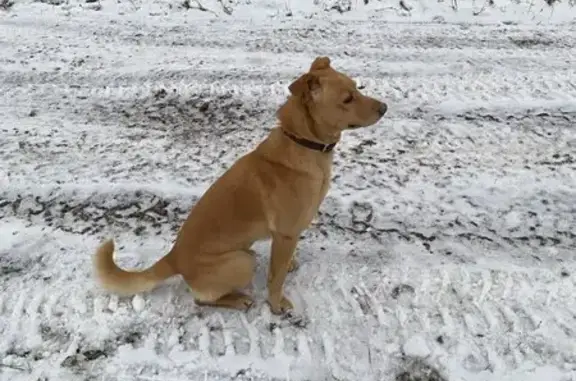 Пропала собака, Хозяйственный пр., 5 - photo