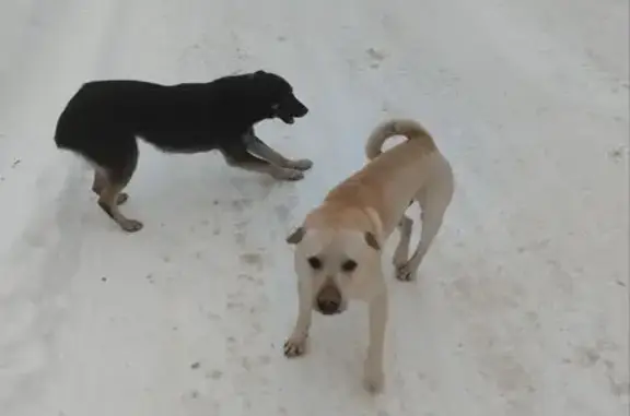 Объявления о пропавших и найденных животных, Кашира, фото: Светло-рыжая собака найдена на Клубной ул.