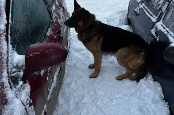 Найдена собака, Тула, фото: Найдена собака, ул. Декабристов, Тула