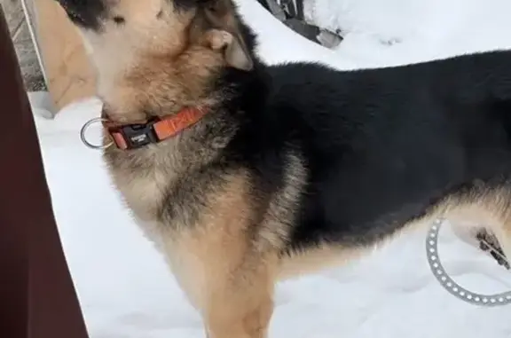 Найдена собака, Тула, фото: Собака найдена: ул. Писемского, 14, Тула
