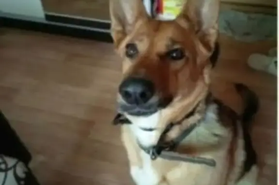 Собаки потеряшки, Пенза, фото: Потеряшка рыжая овчарка, Бекешская ул., Пенза