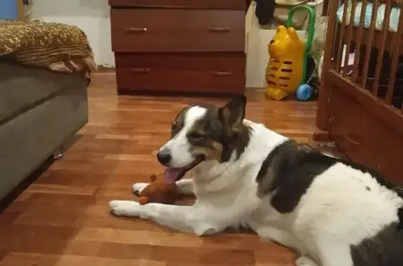 Пропала собака, ул. Энергетиков, 40 - photo