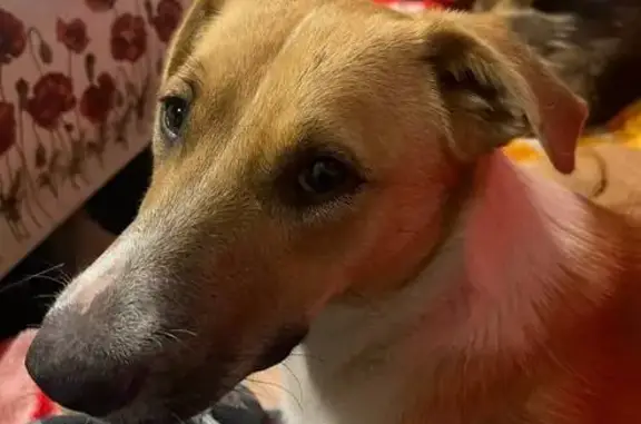 Пропала собака, Офицерская ул., Ростов-на-Дону - photo