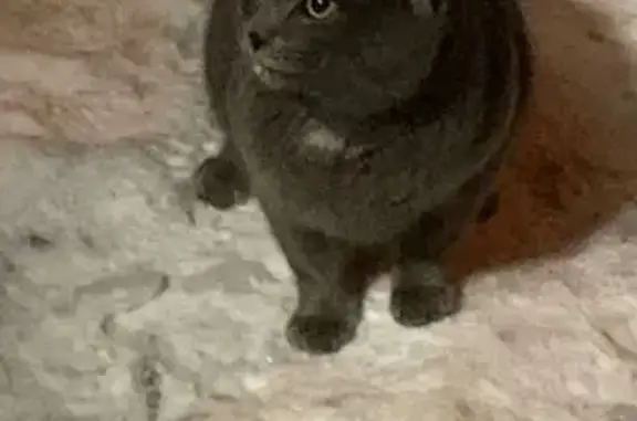 Найдена кошка, Москва, фото: Кошка найдена: Гжатская 8, Москва