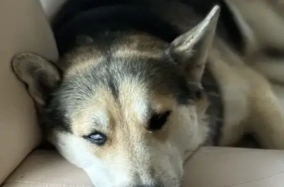 Пропал хаски у санатория 