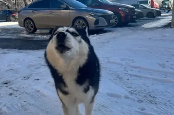 Найдена собака, Татарка, фото: Найден черный хаски, Фермерская 66, Татарка