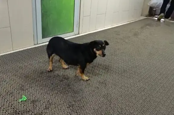 Пропала собака, Курск, ул. Школьная, 5/11 - photo