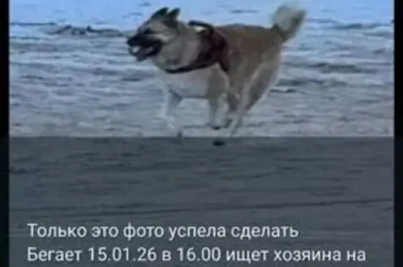 Найдена собака, Уфа, фото: Собака найдена: ул. Ивана Якутова, Уфа