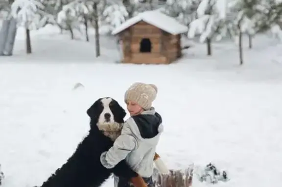 Пропала триколорная собака, Лавровское СП - photo