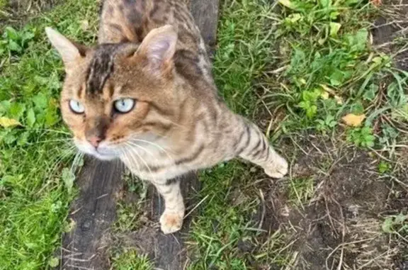 Пропала кошка, Дмитровский городской округ - photo