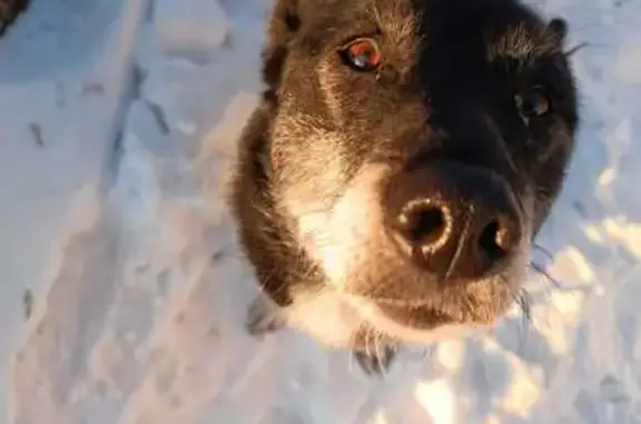 Пропала собака, Омск, пр. Мира 167/3 - photo