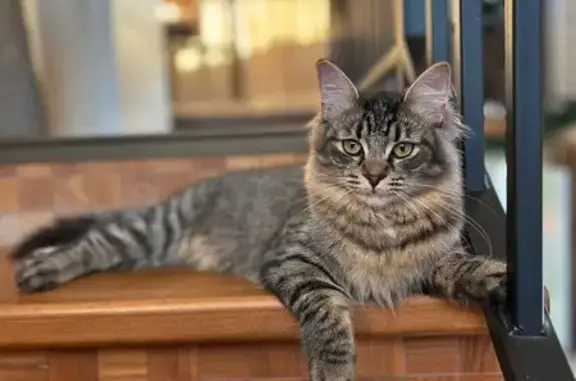 Пропала кошка, Вартемяги - photo