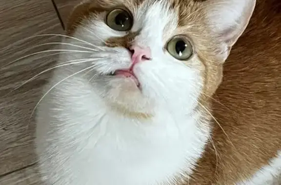 Пропала белорыжая кошка, Воронеж, Моск. пр. - photo