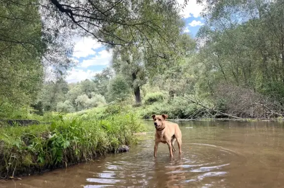 Пропала собака, Битягово, МО - photo