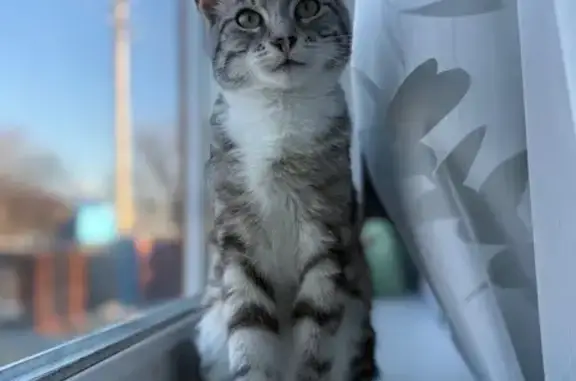 Объявления о пропавших и найденных животных, Грязи, фото: Пропала кошка, ул. Осипенко, 40, Грязи