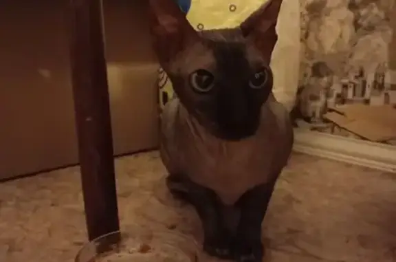 Объявления о пропавших и найденных животных, Верхняя Пышма, фото: Сфинкс найдена: ул. Огнеупорщиков, 11