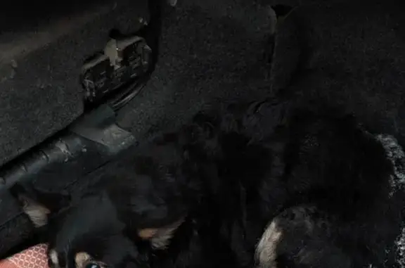 Найдена собака, Челябинск, фото: Собака найдена: Трудовая 1, Челябинск