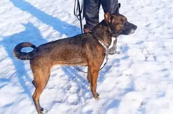 Пропала собака Спотти, Ежово, Пермский край - photo