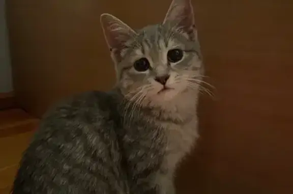 Объявления о пропавших и найденных животных, Горно-Алтайск, фото: Кошка найдена: Коммунистический, 143