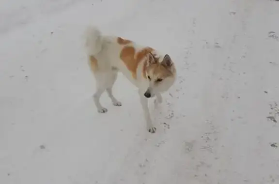 Найдена собака, Яльгелево, фото: Собака найдена: ул. Голованова, 10, Яльгелево