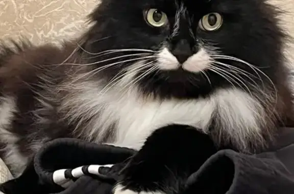 Пропала кошка, МО, черно-белая, ручная - photo