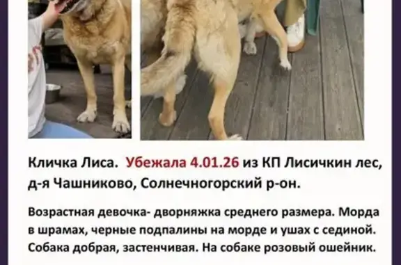 Пропала собака на Зелёной улице, помогите! - photo