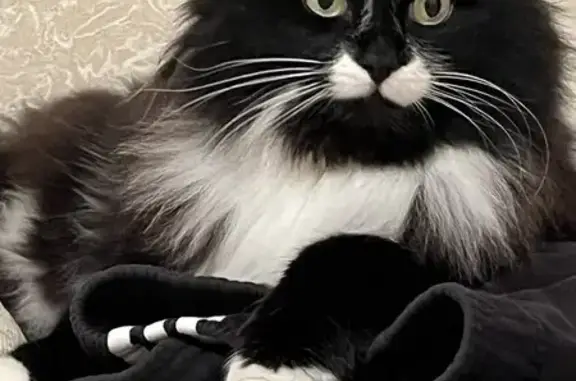 Пропала кошка, 68 Жуковка - photo