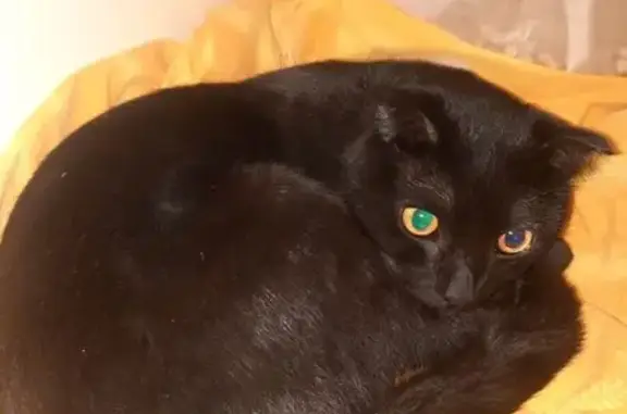 Найденные животные Омск, фото: Черный кот найден: Граничная, 36А, Омск