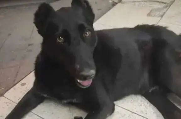 Пропала собака, Краснодар - photo