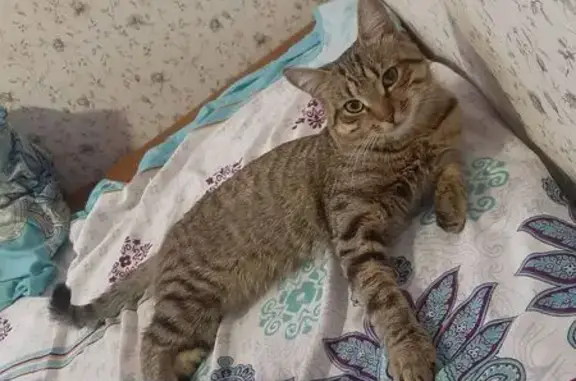 Пропал кот, ул. Василия Зайцева, 35 - photo