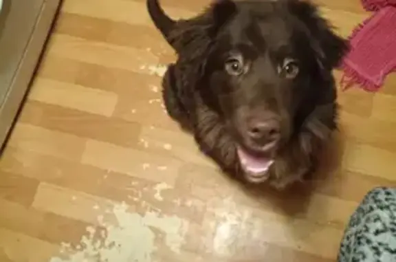 Найдена собака, Архангельск, фото: Собака найдена: Воскресенская ул., Арх.