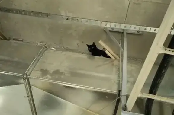 Объявления о пропавших и найденных животных, Королёв, фото: Кошка на парковке ТРЦ, Пушкинская, Королёв