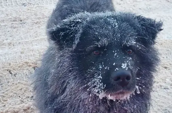 Найдена собака, Сафониха, фото: Собаки найдены в Ремянниках, МО