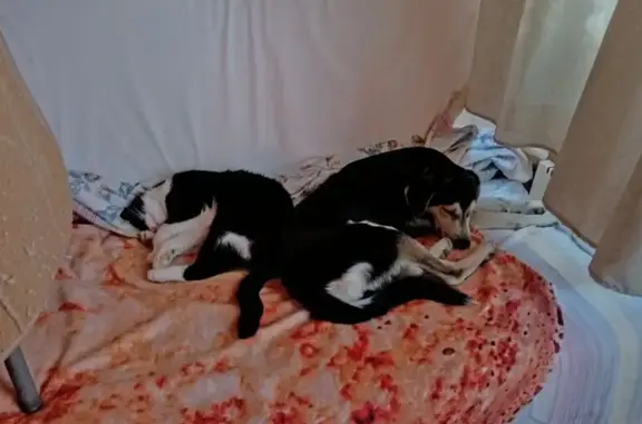 Пропала собака в СНТ Рассвет (Рыбсовхоз) - photo