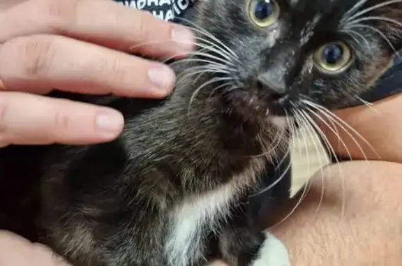 Объявления о пропавших и найденных животных, Абакан, фото: Кошка найдена: пр. Ленина, 86, Абакан