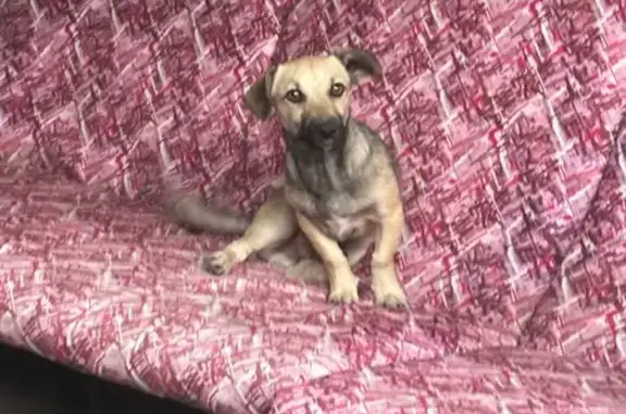 Пропала собака, 12-й Новый пер., 41, Таганрог - photo