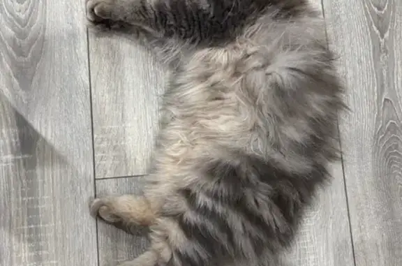 Пропала кошка, Ишкова 130, Михайловск - photo