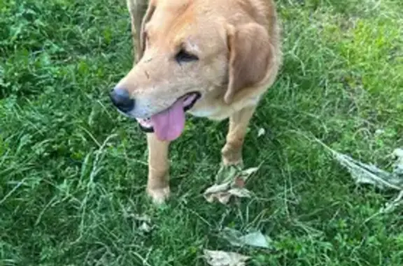 Пропала собака, Сотниково, Чувашия - photo