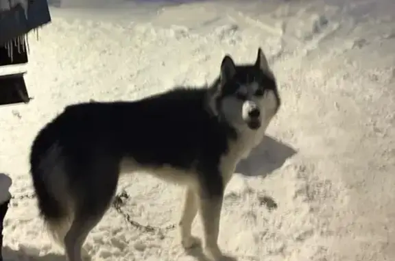 Найдена собака, Новодарковичское, фото: Найдена хаски, 15К-201, Новодарковичи