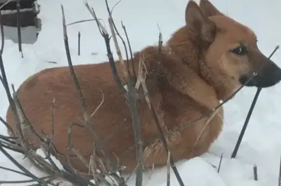 Найдена собака, Иваново, фото: Найдена собака, пр. Строителей 18, Иваново