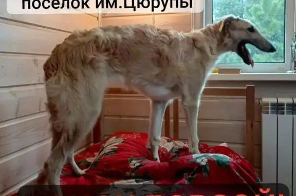 Пропала собака, Цюрупы, Центральная, 16 - photo