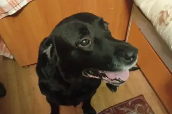 Найдена собака, ул. Лётчиков, Екатеринбург - photo