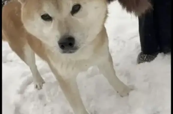 Найдена собака, Волгоград, фото: Сиба/Акита-Ину найден на Шекснинской, Волгоград