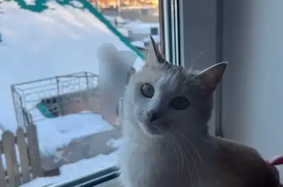 Пропала кошка, Уфа, Косогорная 183 - photo