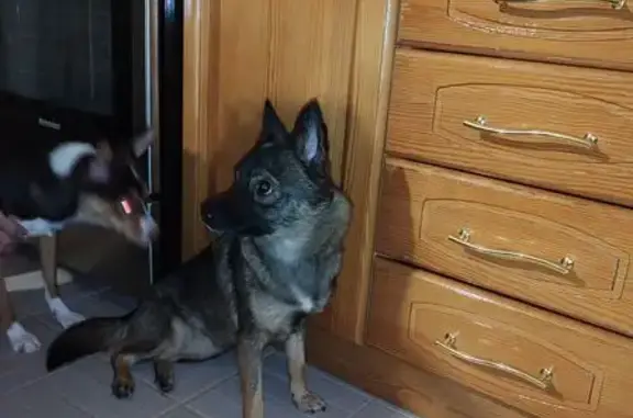 Найдена собака, Ульяновск, фото: Собака найдена на Ульяновском проспекте