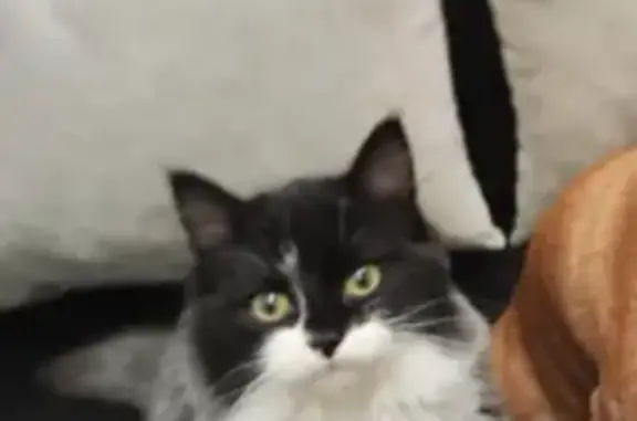 Пропала кошка, Рябиновая ул., Абинск - photo