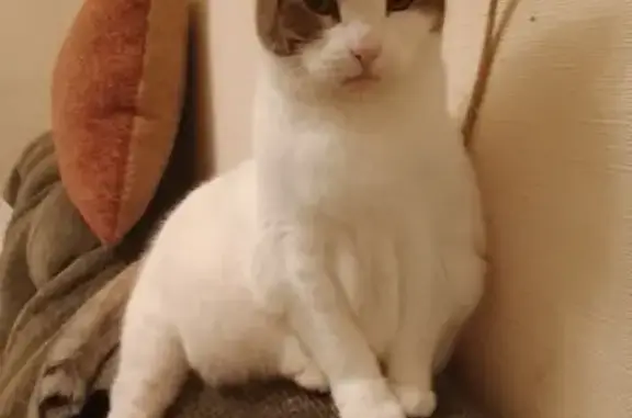 Пропала кошка, 1-я Красноармейская, 12 - photo