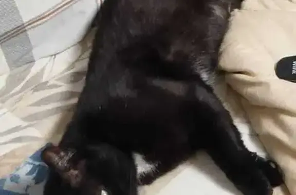 Пропала кошка в Воронежской области - photo