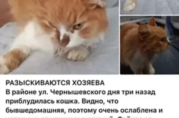 Найдена кошка, ец, фото: Рыжая кошка найдена на ул. Чернышевского