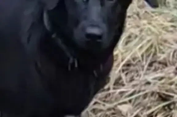 Пропала собака, ул. Вл. Михайлова, 24 - photo